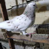 کبوتر|پرنده|قشم, |دیوار