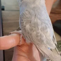 مرغ عشق گم شده ابرو بادی رنگ یاسی ابی|پرنده|داراب, |دیوار