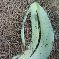 سلام، میلورم زنده ومیلورم خشک|لوازم جانبی حیوانات|میانه, |دیوار