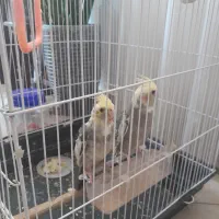 دوعددجوجه عروس هلندی نر