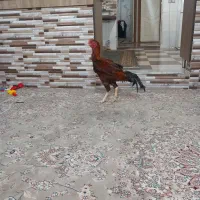 خروس لاری ۴دنگ|حیوانات مزرعه|سبزوار, باهنر|دیوار