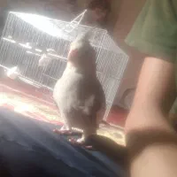 عروس هلندی|پرنده|زنجان, |دیوار