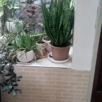 گل باگلدانهای سفالی