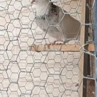 طوقی|پرنده|اردکان, |دیوار