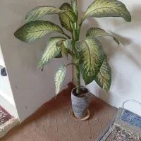 گل دیفن باخیا|گل و گیاه طبیعی|کلات (خراسان), |دیوار