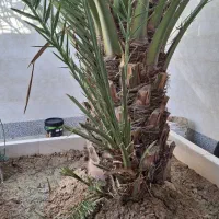 نخل برحی|گل و گیاه طبیعی|رامشیر, |دیوار