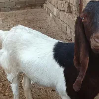 بز پاکستانی آبستن درجه یک