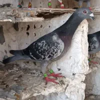 کبوتر مگسی مسافتی نر