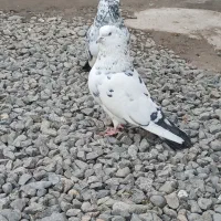 جوجه کبوتر پرشی