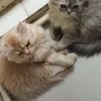 بچه گربه۳ماهه پسر