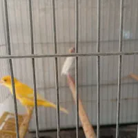 قناری جفت و تک|پرنده|شیراز, دست خضر|دیوار