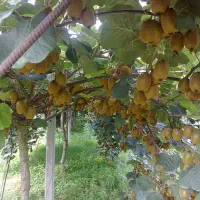 کیوی حدود ۳۰ تن|خدمات باغبانی و درختکاری|تنکابن, |دیوار