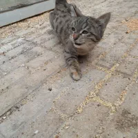 گربه. بچه گربه. پیشی|گربه|مشهد, نیروی هوایی|دیوار