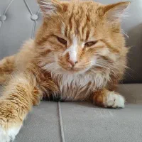 گربه نژاد ترکیبی پرشین و ایرانی