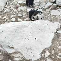 فوری فروش بیگ