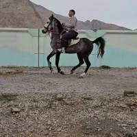 کره نریان سه ساله|اسب و تجهیزات اسب‌سواری|کرمانشاه, |دیوار