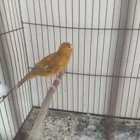 قناری ماده آماده