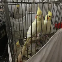 عروس هلندی دستی