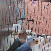 دو جوجه طوطی یک ماهه|پرنده|گلبهار, شهر جدید گلبهار|دیوار