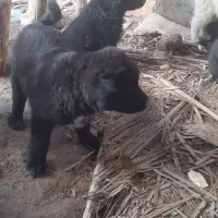 شاه توله قدرجونی