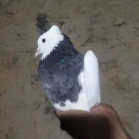 طوقی ماده