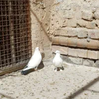 دم سیاه مهر