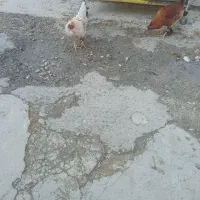 خروس تک وعمده|حیوانات مزرعه|سرپل ذهاب, |دیوار