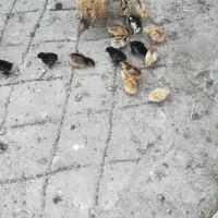 جوجه مرغ گلین لری وخروس و جاوا