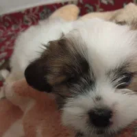 پاکوتای خرسی|سگ|گنبد کاووس, |دیوار