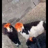 گوشت بره قصابی جلوی مشتری