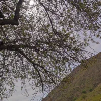 خرید چوب و برش درخت