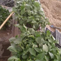 نهال فلفل دلمه