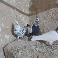 کبوتر پرشی|پرنده|بیجار, |دیوار