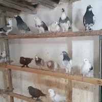 کبوتر   ‌.  شازده|پرنده|قشم, |دیوار