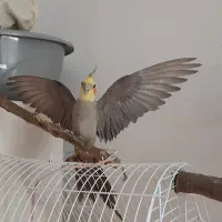 فروش یک جفت عروس هلندی  ماده لوتینو و نر آهویی