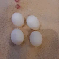 تخم عروس هلندی نطفه دار