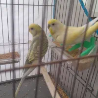 مرغ عشق  همراه قفس با لوازم کامل