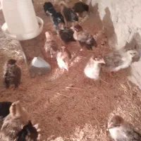 جوجه محلی|حیوانات مزرعه|وراوی, |دیوار