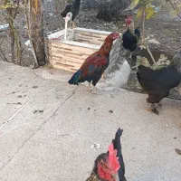 مرغ خروس لاری|حیوانات مزرعه|سبزوار, امیر کبیر|دیوار