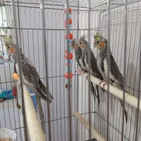 جوجه عروس هلندی