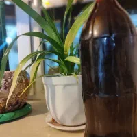 آبغوره ترش
