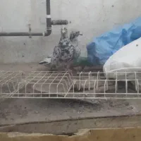 کبوتر سروور پلاکی