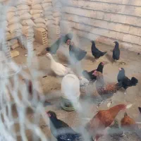 مرغ و خروس|حیوانات مزرعه|شهرکرد, |دیوار