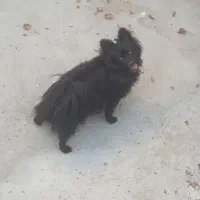 یک عدد پامر زیبا ی نر به فروش میرسد