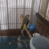 سهره ماده  داغسر جوجه. قفس عروسک|پرنده|ماهدشت, |دیوار