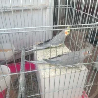 عروس  سینامون  مولد.