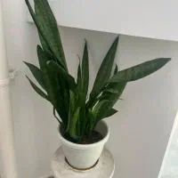 فروش گل آپارتمانی با گلدان|گل و گیاه طبیعی|رشت, فلسطین|دیوار