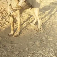 سگ سرابی سن 2سال