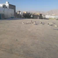 کبوتر|پرنده|کرمانشاه, |دیوار