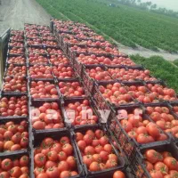 افزایش تناژکیفیت بالابا کود وتغذیه